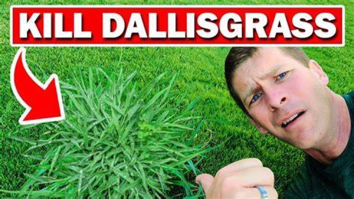 Will dallisgrass kill a cow?