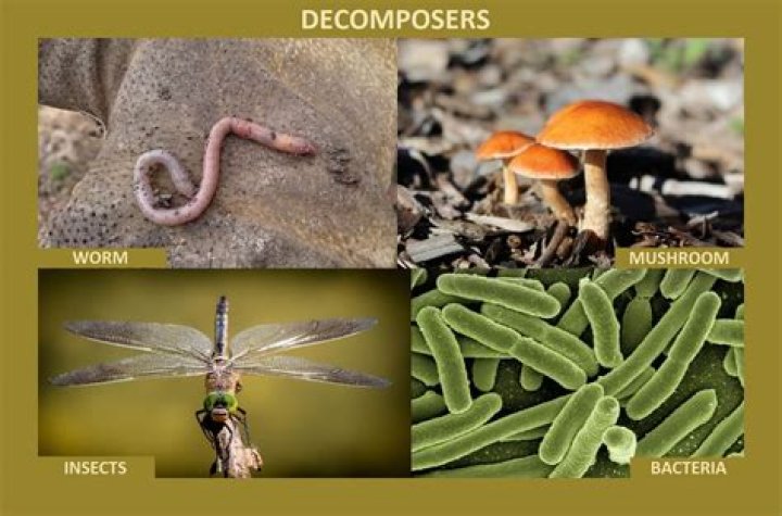 Will decomposers help plants?