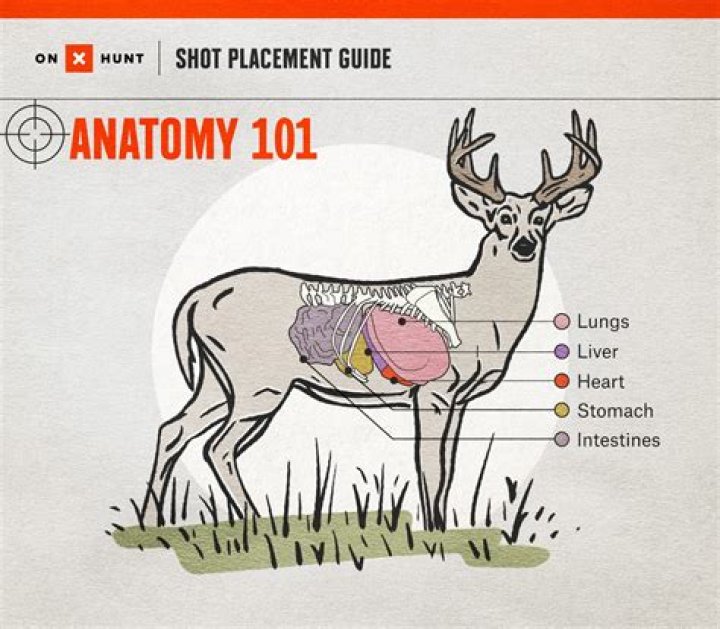 Will deer eat skimmia?
