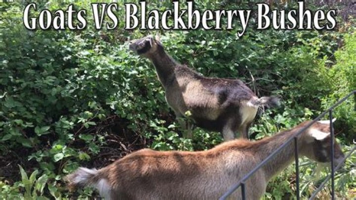 Will goats eat brambles?