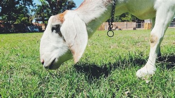 Will goats keep grass mowed?