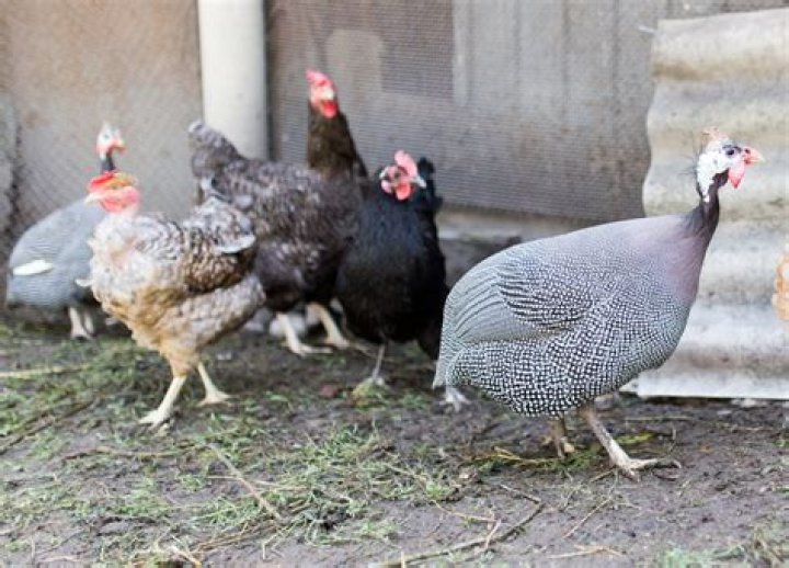Will guinea fowl protect chickens?