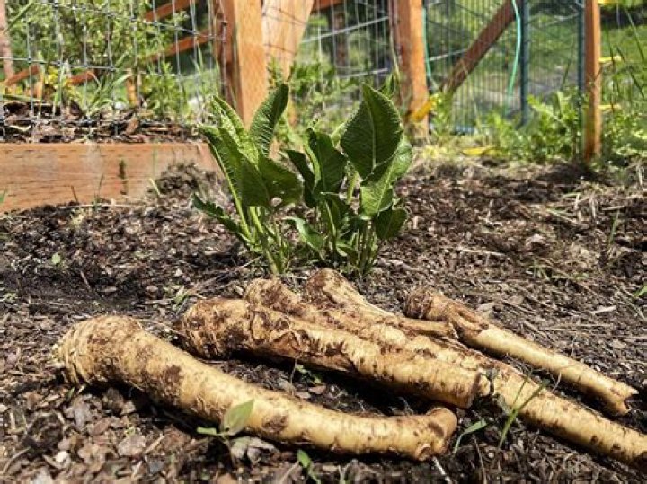 Will horseradish grow in sandy soil?