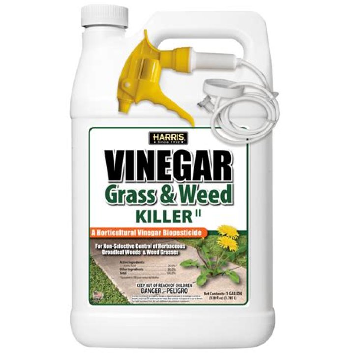 Will horticultural vinegar kill creeping charlie?