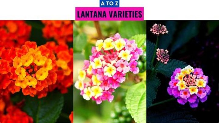 Will lantanas come back?