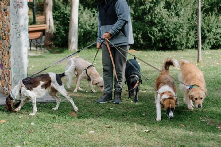 Will larvae hurt dogs?
