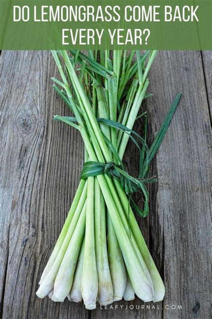 Will lemongrass come back?
