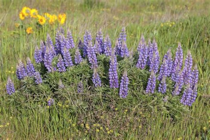 Will lupine come back next year?