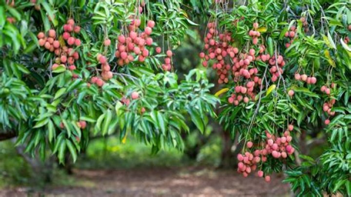 Will lychee trees grow in texas?