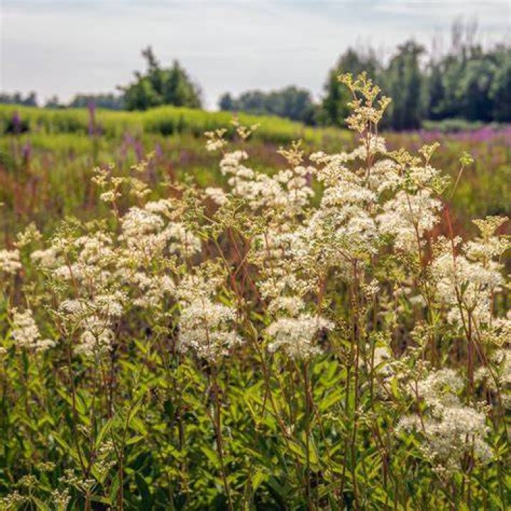 Will meadowsweet grow in shade?
