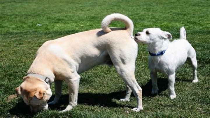 Will my dog's limp go away?