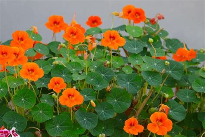 Will nasturtiums grow in clay soil?
