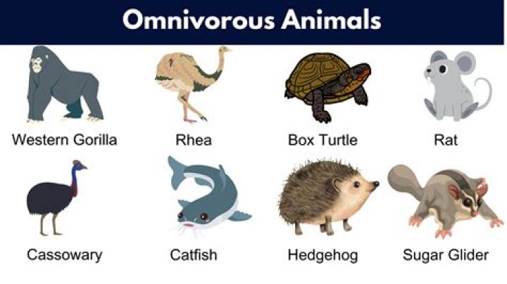 Will omnivores eat insects?