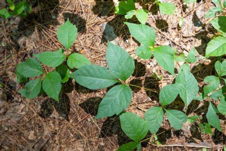 Will sun dry out poison ivy?