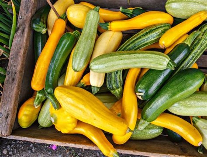 Will treflan kill squash?