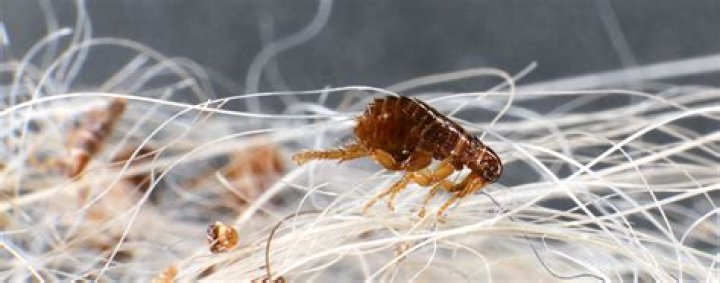 Will tumble drying kill fleas?