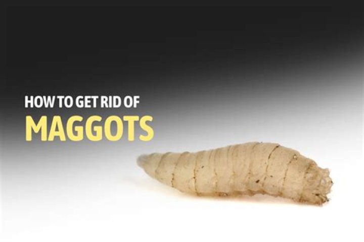 Will vinegar kill maggots?