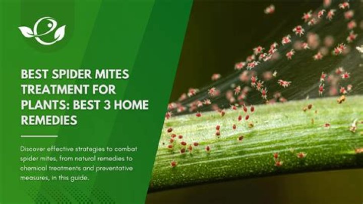 Will vinegar kill spider mites?