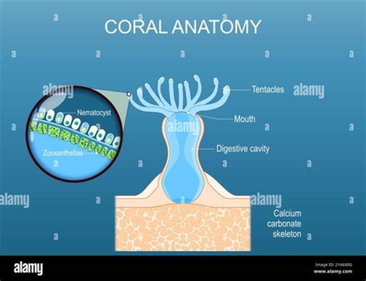 Will xenia sting other corals?