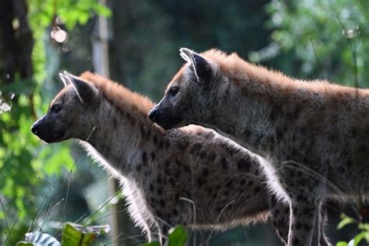 Would a dog kill a hyena?