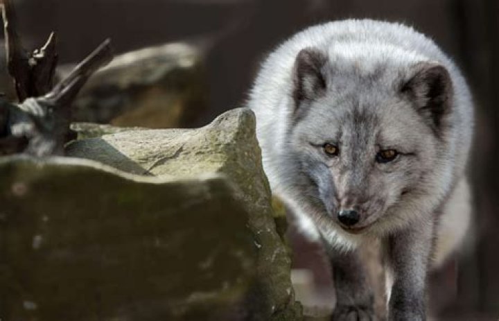 Would a fox kill a peacock?
