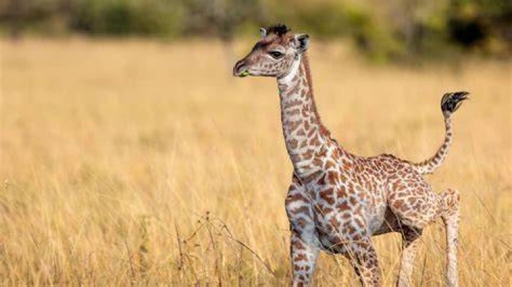 Would a giraffe kill you?