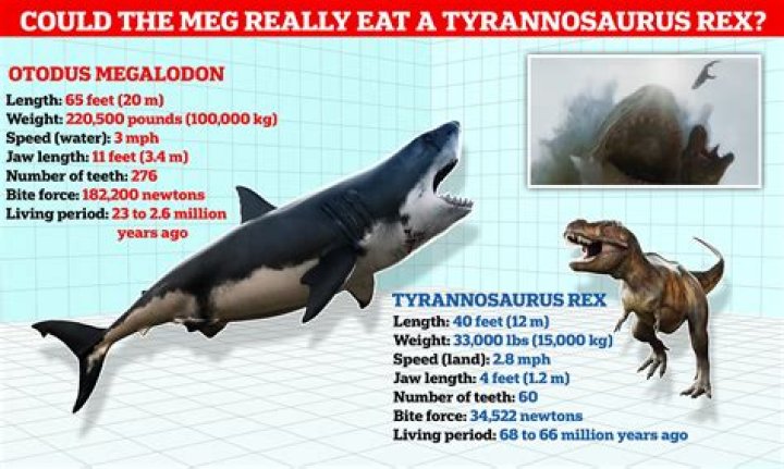 Would a pod of orcas kill a megalodon?