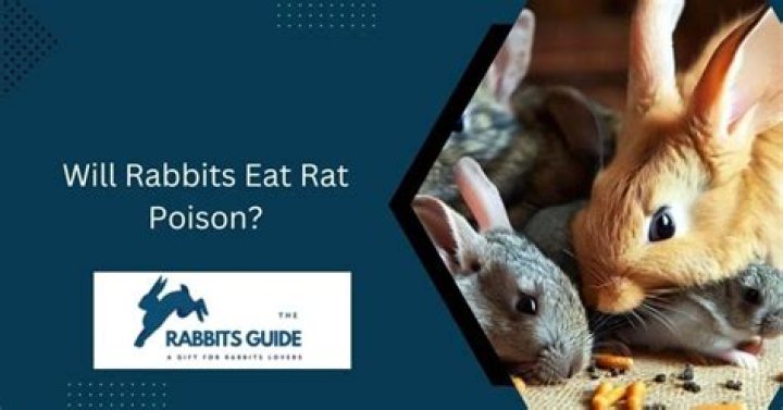 Would birds eat rat poison?