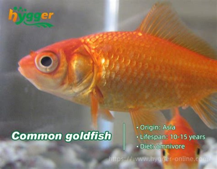 Would goldfish survive in a lake?